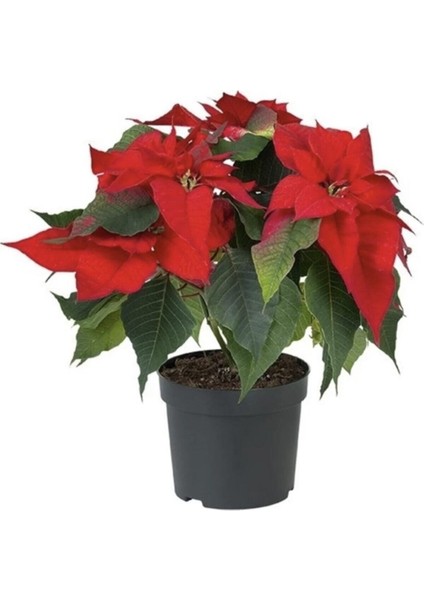 Ponsetya, Atatürk Çiçeği 30-40 cm