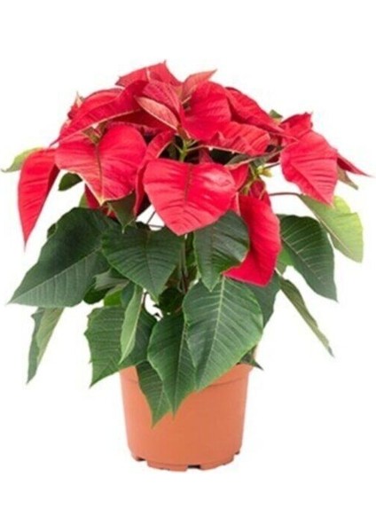 Atatürk Çiçeği (Poinsettia)