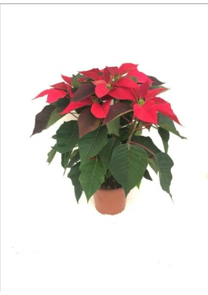 Ponsetya Atatürk Çiçeği Özel