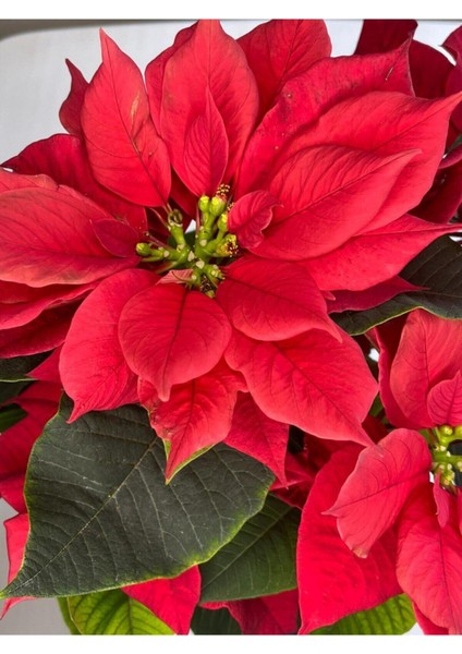 Canlı Uzun Atatürk Çiçeği