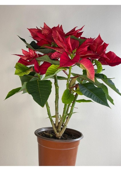 Canlı Uzun Atatürk Çiçeği fiyatları