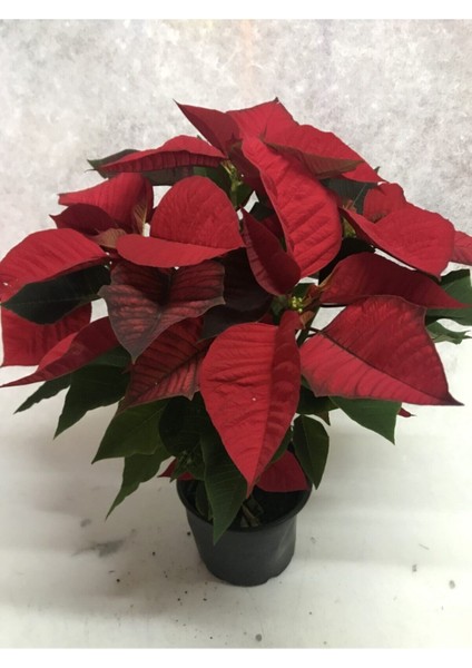 Atatürk Çiçeği Kırmızı