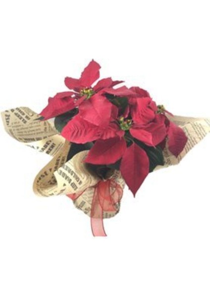 Atatürk Çiçeği Ponsetya Poinsettia & Gazeteye Sarım Saksıda Canlı Çiçek