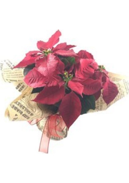 Atatürk Çiçeği Ponsetya Poinsettia & Gazeteye Sarım Saksıda Canlı Çiçek modelleri