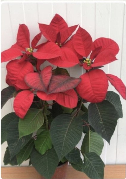 Ponsetya Atatürk Çiçeği