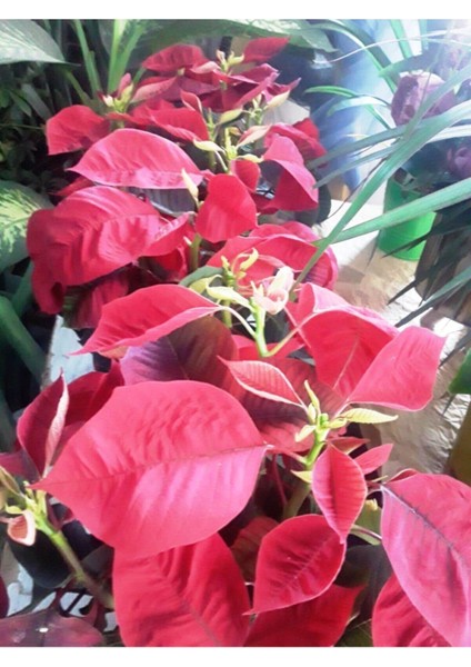 Atatürk Çiçeği Ponsetya Ofis Bitkisi Öğretmenler Günü fiyatları