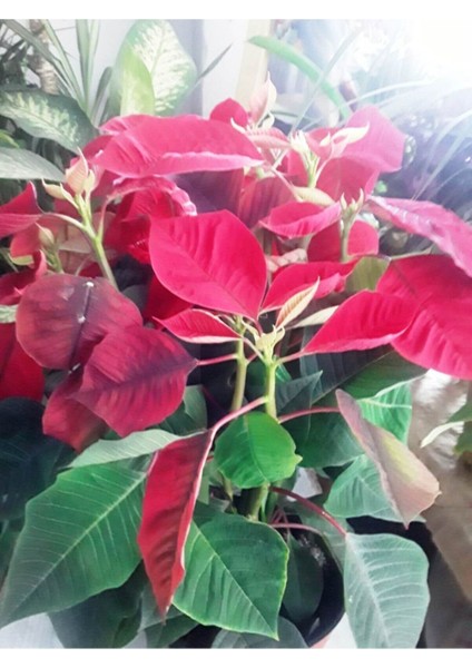 Atatürk Çiçeği Ponsetya Ofis Bitkisi Öğretmenler Günü modelleri