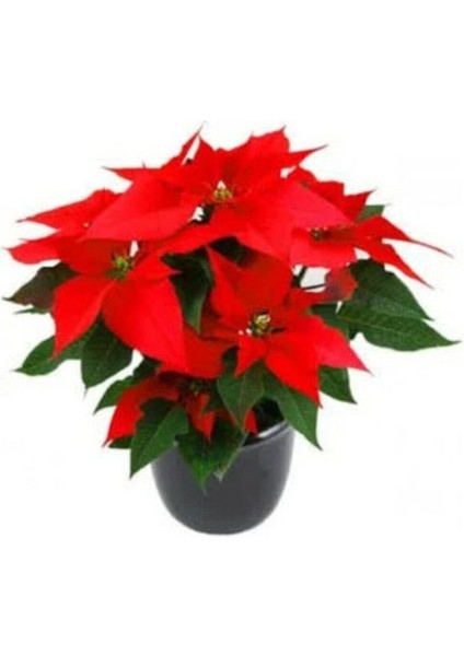Atatürk Çiçeği Poinsettia (Noel Yıldızı)
