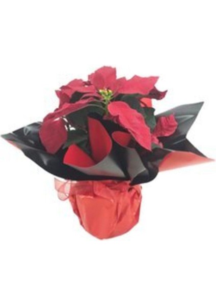 Atatürk Çiçeği Ponsetya Poinsettia & Kırmızı Siyah Sarım Saksıda Canlı