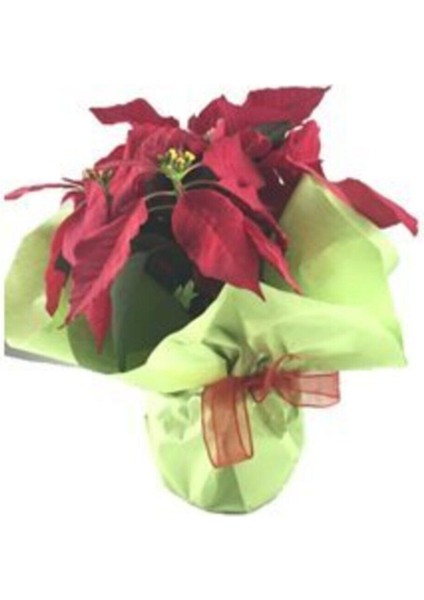 Atatürk Çiçeği Ponsetya Poinsettia Saksıda Lik Canlı Çiçek fiyatları