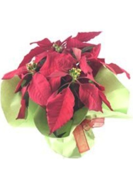 Atatürk Çiçeği Ponsetya Poinsettia Saksıda Lik Canlı Çiçek modelleri