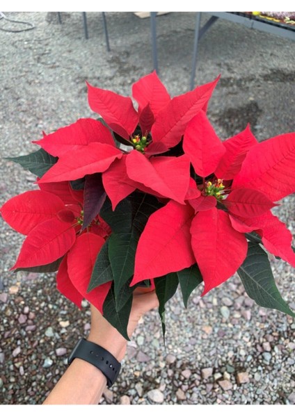 Ponsetya Atatürk Çiçeği Kırmızı Yapraklı Bitki Çiçek modelleri