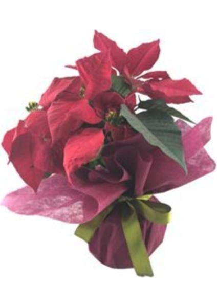 Atatürk Çiçeği Ponsetya Poinsettia Saksıda Canlı Çiçek