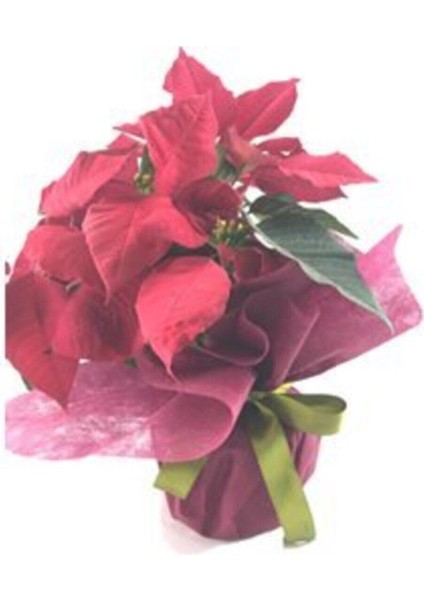 Atatürk Çiçeği Ponsetya Poinsettia Saksıda Canlı Çiçek fiyatları
