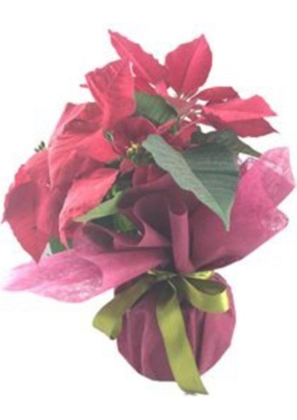 Atatürk Çiçeği Ponsetya Poinsettia Saksıda Canlı Çiçek modelleri