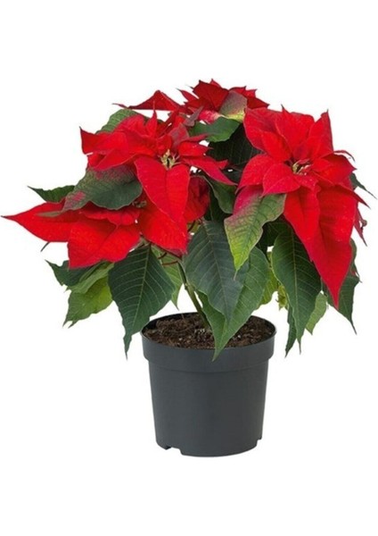 Ponsetya Atatürk Çiçeği