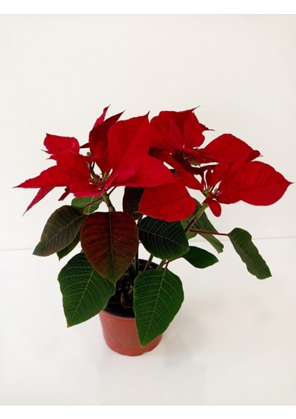 Atatürk Çiçeği Ponsetya Salon Çiçeği