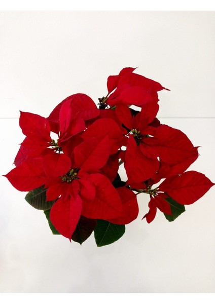 Atatürk Çiçeği Ponsetya Salon Çiçeği fiyatları