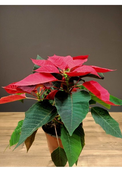 Poınsettıa (Atatürk Çiçeği/noel Yıldızı) Ofis Bitkisi