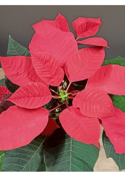 Poınsettıa (Atatürk Çiçeği/noel Yıldızı) Ofis Bitkisi fiyatları