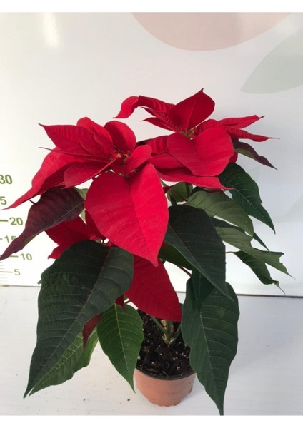 Ankara Sera - Atatürk Çiçeği Ofis Bitkisi