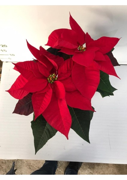 Ankara Sera - Atatürk Çiçeği Ofis Bitkisi fiyatları