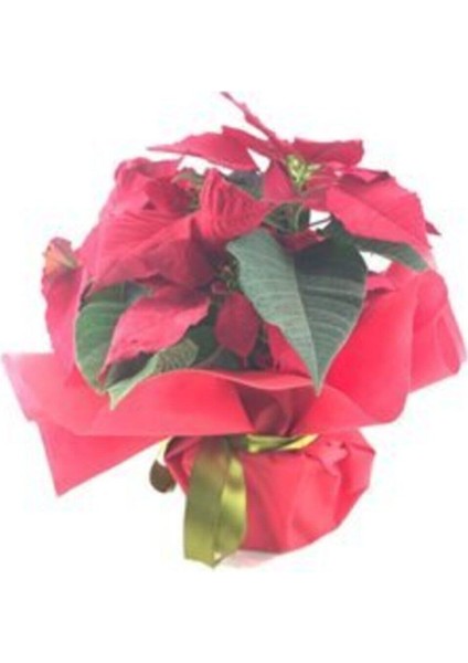 Atatürk Çiçeği Ponsetya Poinsettia & Kırmızı Sarım Saksıda Canlı Çiçek fiyatları