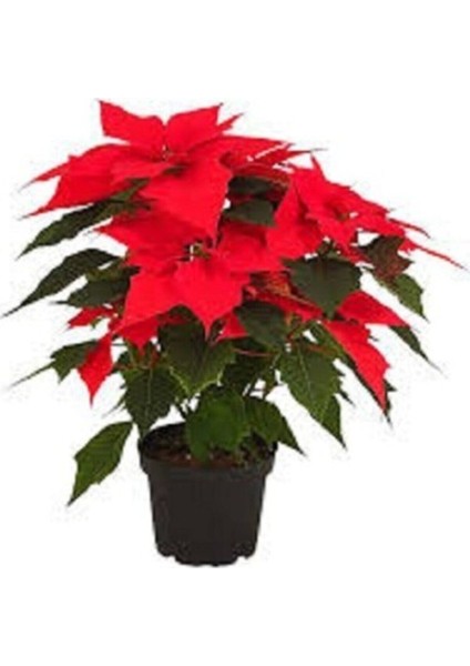 Atatürk Çiçeği Boylu Özel fiyatları