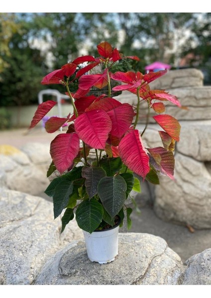 Euphorbia Pulcherrima Atatürk Çiçeği