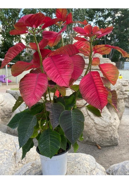 Euphorbia Pulcherrima Atatürk Çiçeği fiyatları