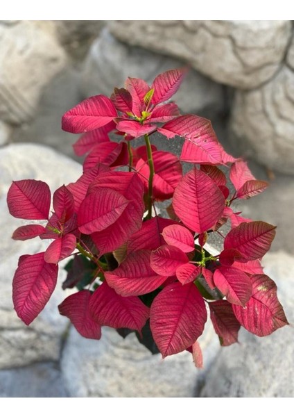 Euphorbia Pulcherrima Atatürk Çiçeği modelleri