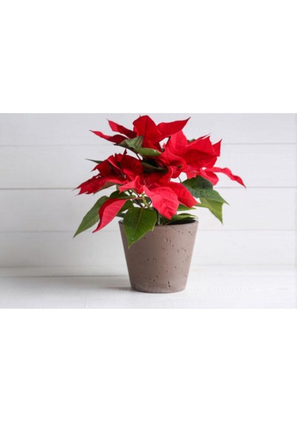 Atatürk Çiçeği (Poinsettia) Ofis Bitkisi