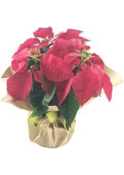 Atatürk Çiçeği Ponsetya Poinsettia & Kağıda Sarım Saksıda Canlı Çiçek modelleri