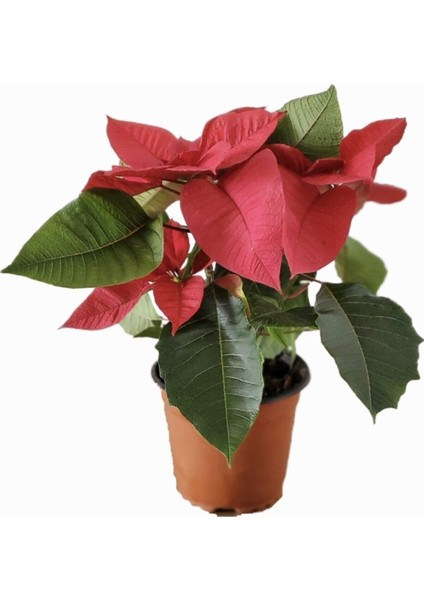 Atatürk Çiçeği (Ponsettia)