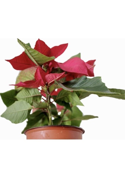 Atatürk Çiçeği (Ponsettia) fiyatları