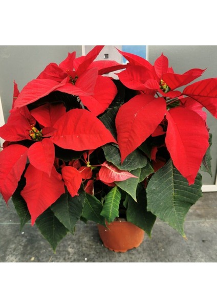 Atatürk Çiçeği (Ponsetya) 50/70 cm fiyatları