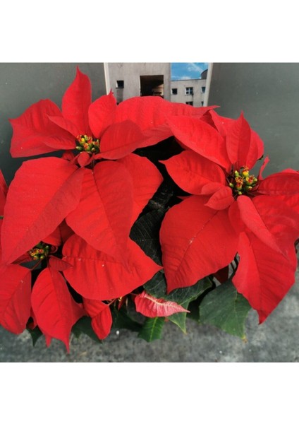 Atatürk Çiçeği (Ponsetya) 50/70 cm modelleri