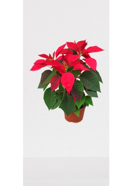 Atatürk Çiçeği Poinsetya 35 cm fiyatları