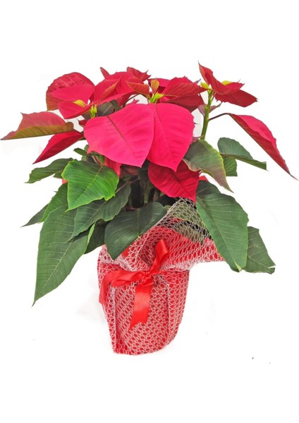 Poinsetya Atatürk Çiçeği