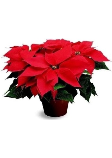 Ponsetya Atatürk Çiçeği