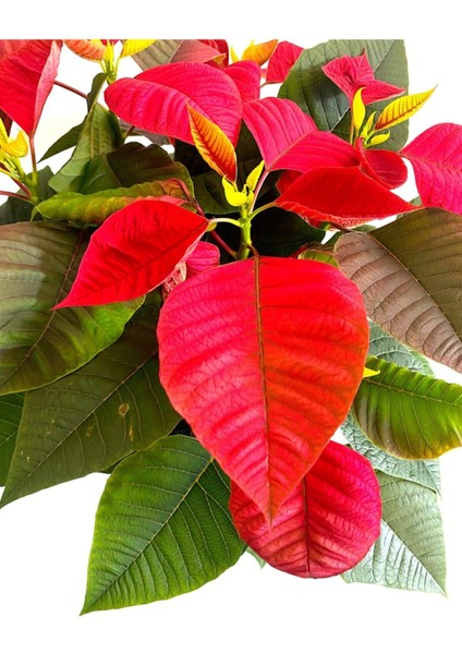 Atatürk Çiçeği Poinsettia fiyatları