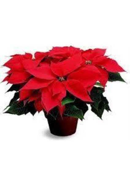 Ponsetya Atatürk Çiçeği