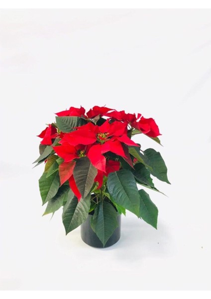 Ponsetya Atatürk Çiçeği Ofis Bitkisi Öğretmenler Günü