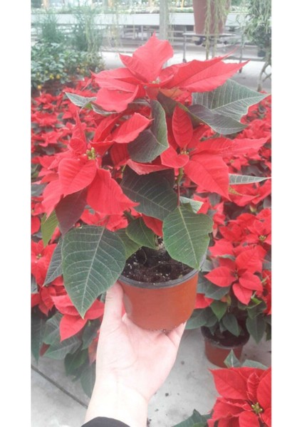 Ponsetya Atatürk Çiçeği Ofis Bitkisi Öğretmenler Günü fiyatları