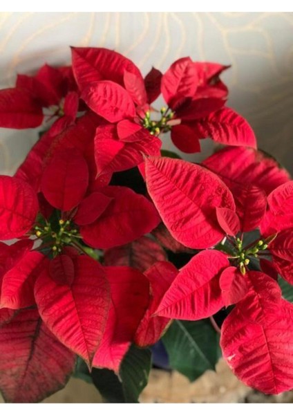Euphorbia Pulcherrima - Atatürk Çiçeği- Ponsetya Ofis Bitkisi
