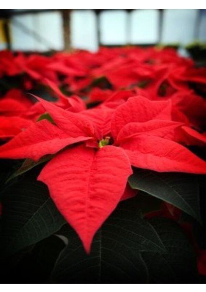 Atatürk Çiçeği Iç Mekan Bitkisi (Ponsetya Çiçeği) fiyatları