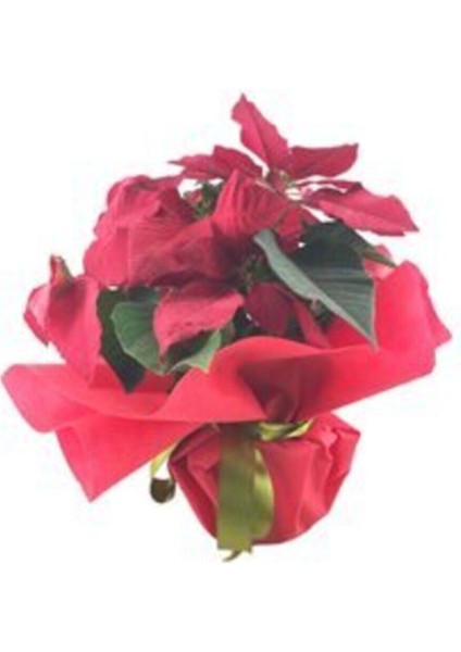 Atatürk Çiçeği Ponsetya Poinsettia & Kırmızı Sarım Saksıda Canlı Çiçek modelleri