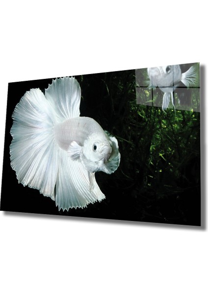 Beyaz Balık Cam Tablo White Fish