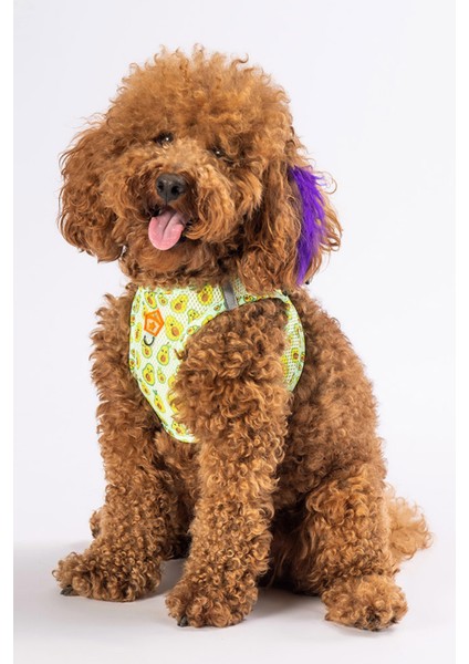 Köpek Göğüs Tasması