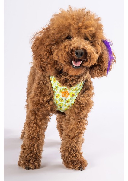 Köpek Göğüs Tasması fiyatları